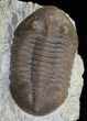 Prone Asaphus Lepidurus Trilobite - Russia #31307-1